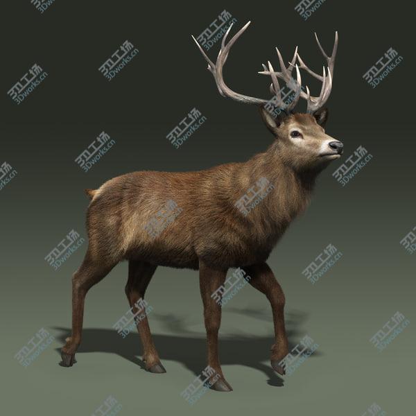 images/goods_img/20210312/Red Deer Stag(FUR)(RIGGED)/2.jpg